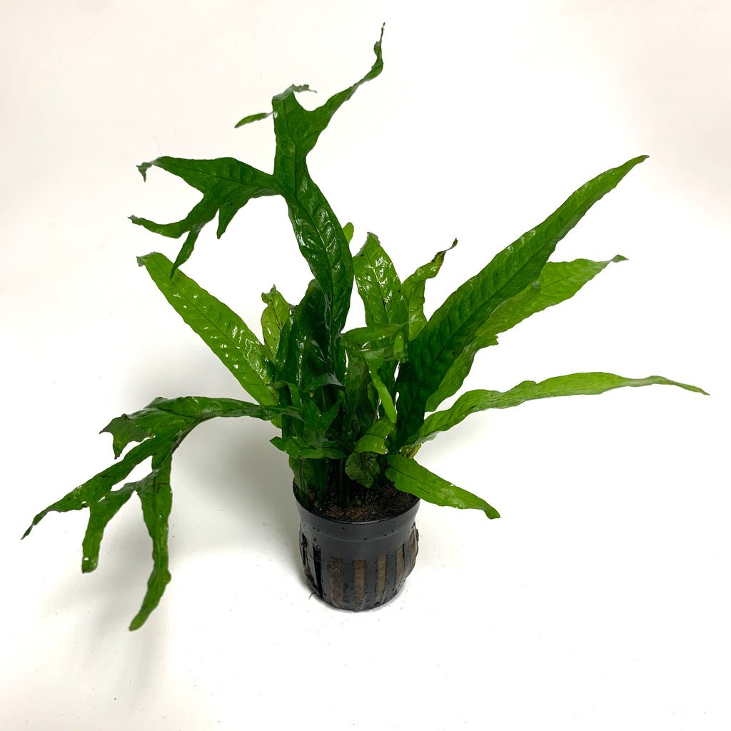 Microsorum pteropus 'Thor's Hammer' - Potted - Planted Aquaria