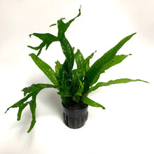 Microsorum pteropus 'Thor's Hammer' - Potted - Planted Aquaria