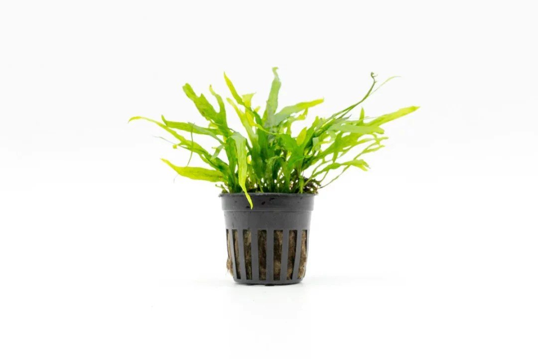 Microsorum pteropus 'Trident Mini' - Potted - Planted Aquaria