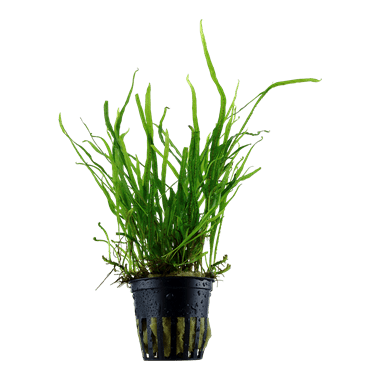 Microsorum pteropus 'Trident' - Potted - Planted Aquaria