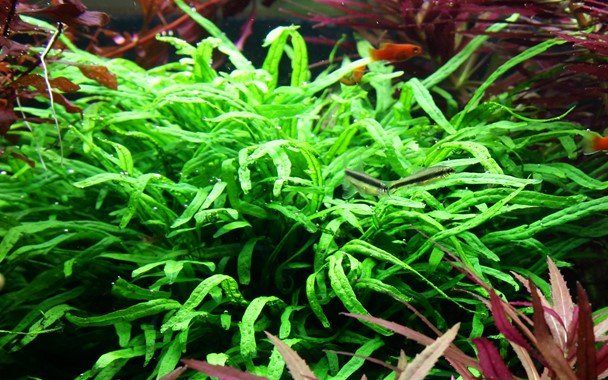 Microsorum pteropus 'Trident' - Potted - Planted Aquaria