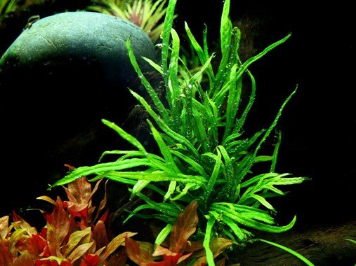 Microsorum pteropus 'Trident' - Potted - Planted Aquaria