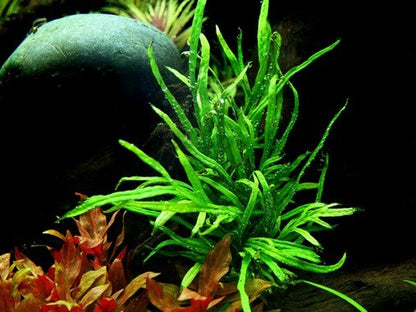 Microsorum pteropus 'Trident' - Potted - Planted Aquaria