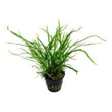 Microsorum pteropus 'Trident' - Potted - Planted Aquaria