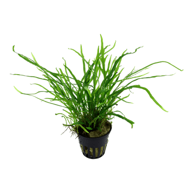 Microsorum pteropus 'Trident' - Potted - Planted Aquaria