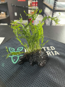 Microsorum pteropus Windelov on Driftwood - Planted Aquaria