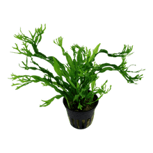 Microsorum pteropus 'Windeløv' - Potted - Planted Aquaria
