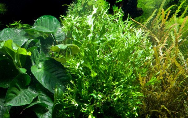 Microsorum pteropus 'Windeløv' - Potted - Planted Aquaria