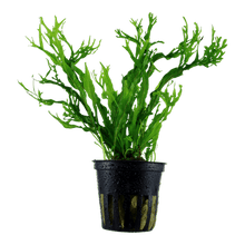 Microsorum pteropus 'Windeløv' - Potted - Planted Aquaria