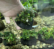 Mini Bucephalandra Mix on Rock - Planted Aquaria