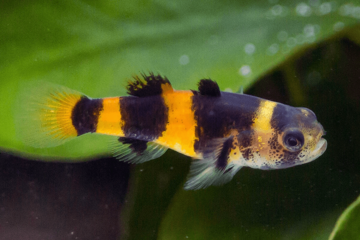 Mini Bumblebee Goby - Planted Aquaria