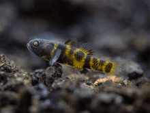 Mini Bumblebee Goby - Planted Aquaria