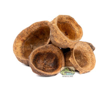 Mini Monkey Pods - 1oz. - Planted Aquaria