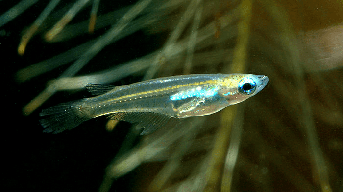 Assorted Rice Fish Ricefish – Planted Aquaria