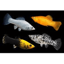 Molly - Assorted - Planted Aquaria