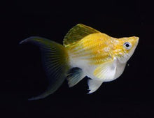 Molly - Balloon Lyretail Male - Planted Aquaria