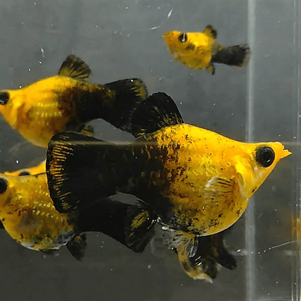 Molly - Gold Black Balloon - Planted Aquaria