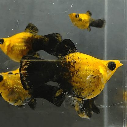 Molly - Gold Black Balloon - Planted Aquaria
