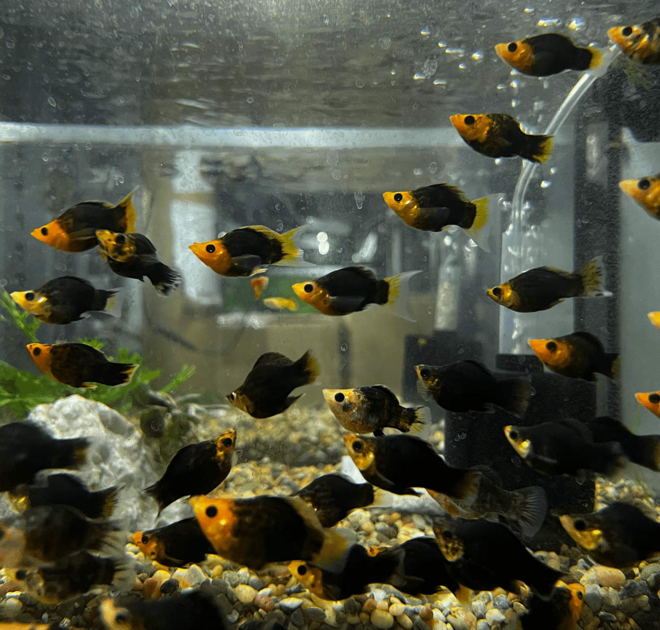 Molly - Gold Black Balloon - Planted Aquaria