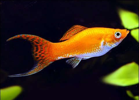 Molly - Lyretail Assorted - Planted Aquaria