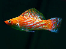 Molly - Sailfin Assorted - Planted Aquaria