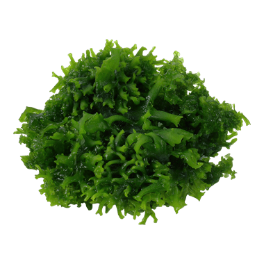Monosolenium tenerum - Tropica TC - Planted Aquaria