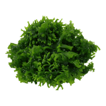 Monosolenium tenerum - Tropica TC - Planted Aquaria