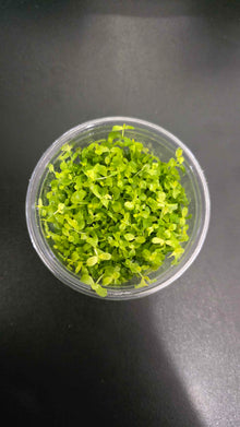 Micranthemum tweediei Monte Carlo - Tissue Culture