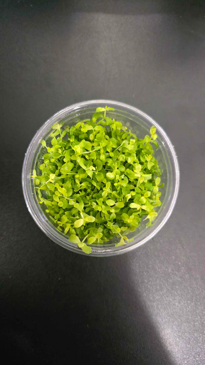 Micranthemum tweediei Monte Carlo - Tissue Culture