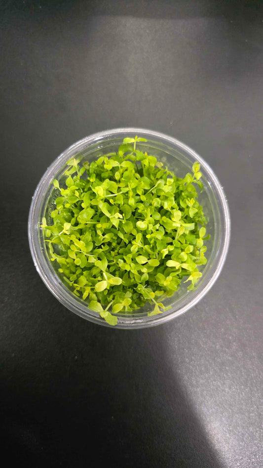 Micranthemum tweediei Monte Carlo - Tissue Culture