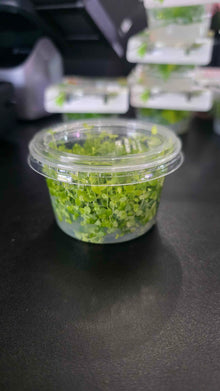 Micranthemum tweediei Monte Carlo - Tissue Culture