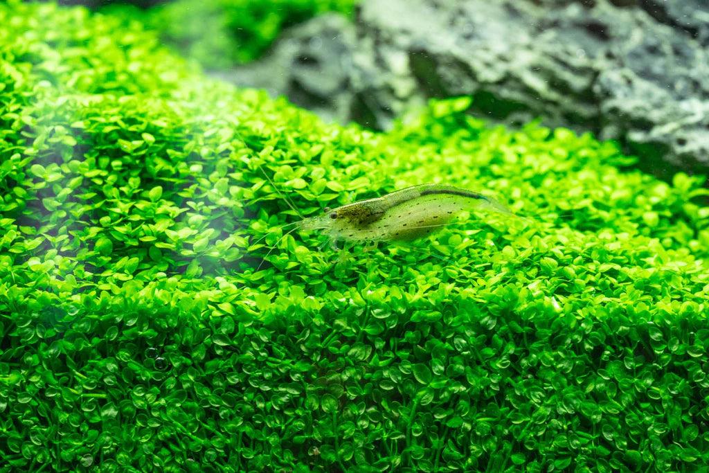 Micranthemum tweediei Monte Carlo - Tissue Culture