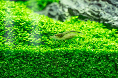 Micranthemum tweediei Monte Carlo - Tissue Culture