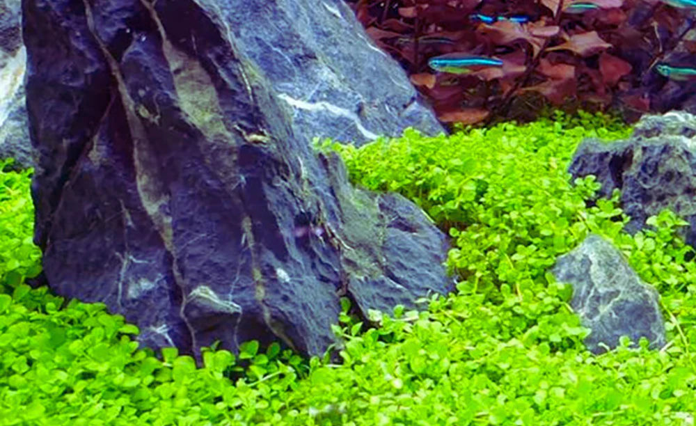 Micranthemum tweediei Monte Carlo - Tissue Culture