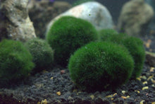 Moss Ball (1 - 1.5") - Planted Aquaria