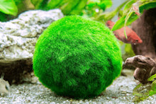 Moss Ball (1 - 1.5") - Planted Aquaria