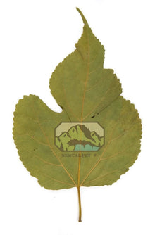 Mulberry Leaves - 10 Pack - Planted Aquaria