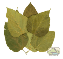 Mulberry Leaves - 10 Pack - Planted Aquaria
