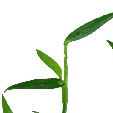 Murdannia Keisak - Potted - Planted Aquaria