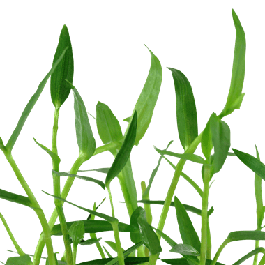 Murdannia Keisak - Potted - Planted Aquaria