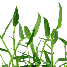 Murdannia Keisak - Potted - Planted Aquaria