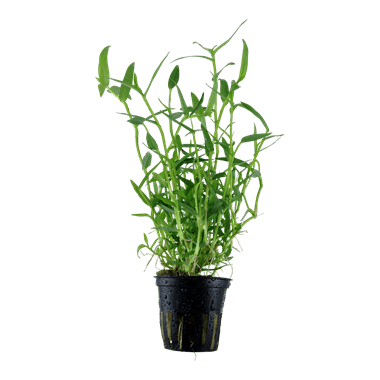 Murdannia Keisak - Potted - Planted Aquaria