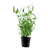 Murdannia Keisak - Potted - Planted Aquaria