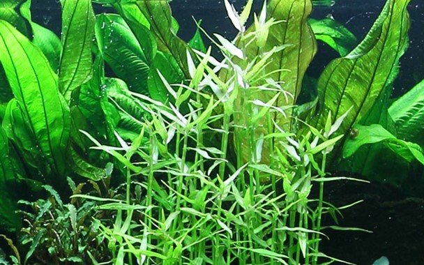 Murdannia Keisak - Potted - Planted Aquaria