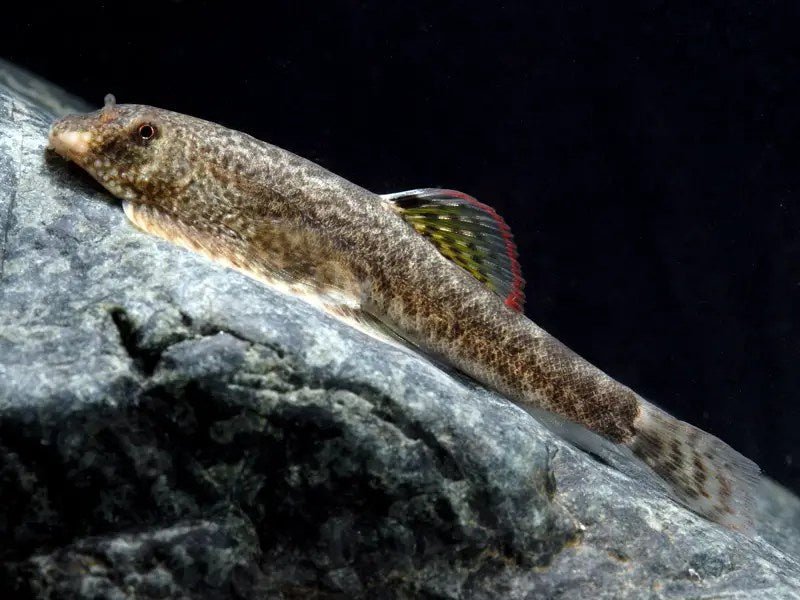 Myer's Hillstream Loach - Planted Aquaria