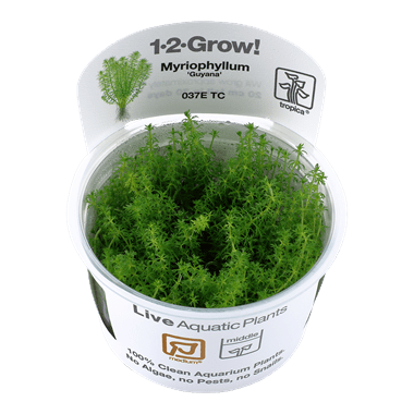 Myriophyllum 'Guyana' - Tropica TC - Planted Aquaria