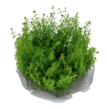 Myriophyllum 'Guyana' - Tropica TC - Planted Aquaria