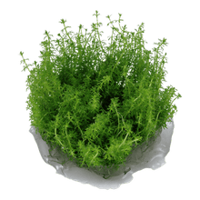 Myriophyllum 'Guyana' - Tropica TC - Planted Aquaria