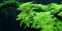 Myriophyllum matogrossense green - Unpotted - Planted Aquaria