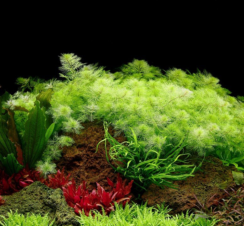 Myriophyllum mattogrossense - Tropica TC - Planted Aquaria
